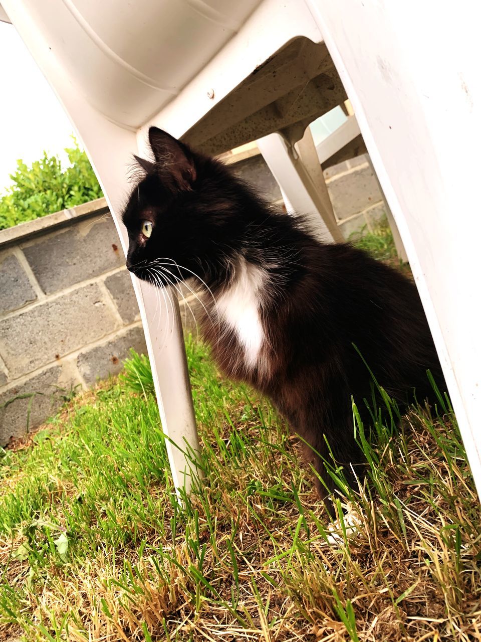 BLACK CAT LOOKING AT CAMERA