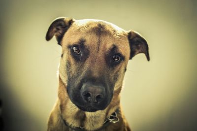 Close-up portrait of dog