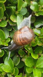 Close-up of snail on leaf