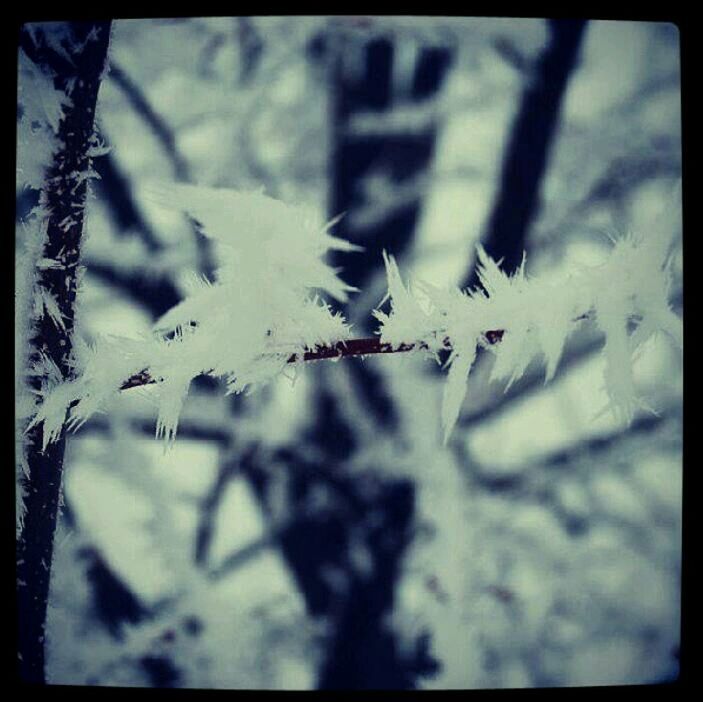 transfer print, auto post production filter, snow, focus on foreground, winter, selective focus, cold temperature, day, nature, outdoors, season, plant, field, close-up, no people, sunlight, tree, growth, white color, building exterior