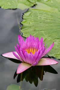 Close-up of water lily in lake