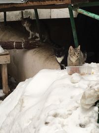 Cat sitting on a horse