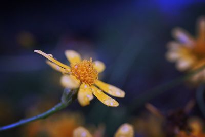 Close-up of water drops on flower