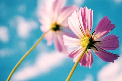 Close-up of pink flowers blooming