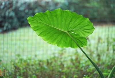 Close-up of fresh green leaf