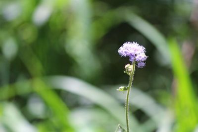 Close-up of purple flowering plant