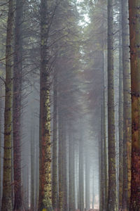 Full frame shot of trees