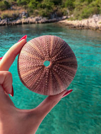 Cropped hand of woman holding shell against sea