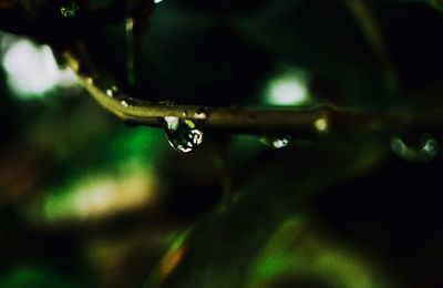 Close-up of water drops on plant