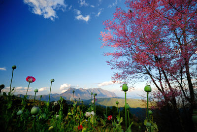 Flowers growing in field against blue sky