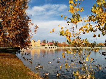 Canada geese in lake