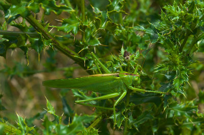 Close-up of insect on plant