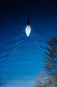 Bird swimming in sea