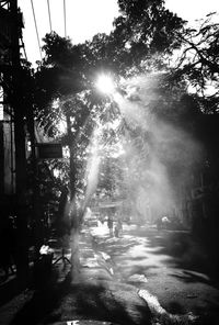 Sun shining through trees