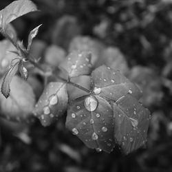 Close-up of water drops on leaves