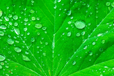 Close-up of raindrops on leaf