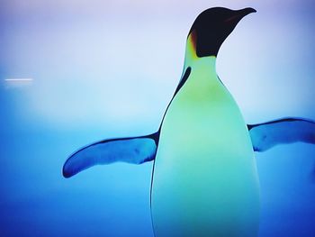 Close-up of a bird against blue background