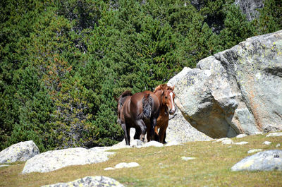 Horse standing on rock