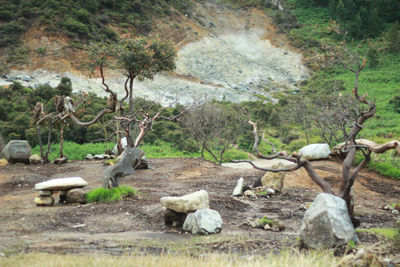 Sheep in a forest