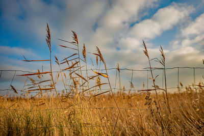 Selective focus on reeds blowing in the wind creating intentional motion blur