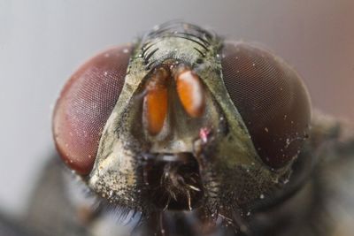 Close-up of fly