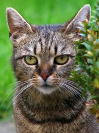 Close-up portrait of cat