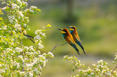 Bee-eaters perching on plant