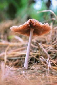 Close-up of mushroom growing on field