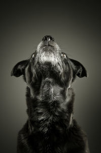 Close-up of a dog looking up