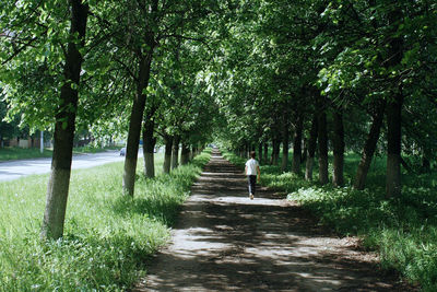 Rear view of people walking on pathway along trees