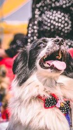 Close-up of dog looking at camera