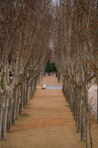 Footpath amidst trees