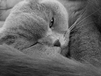 Close-up of cat resting