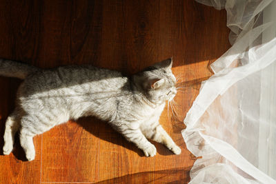 Cat sitting on hardwood floor