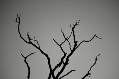 Low angle view of bare tree against clear sky