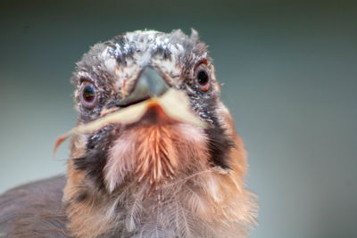 Close-up portrait of a owl