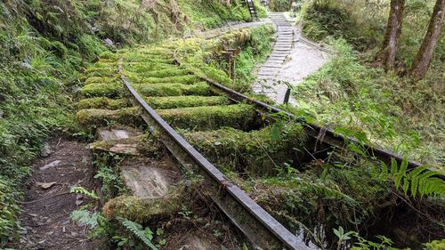 High angle view of railroad tracks amidst trees in forest