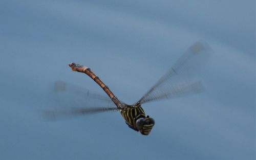 Close-up of butterfly flying