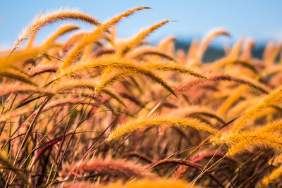 Close-up of stalks in field against sky