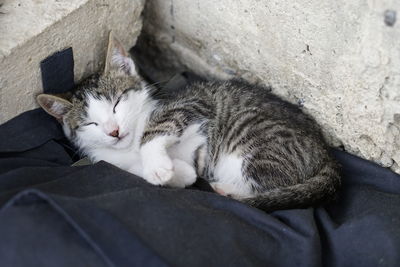 Portrait of cat sleeping on rock