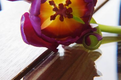 Close-up of red flower on wood