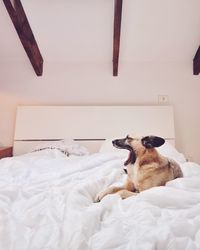 Dog yawning on bed at home