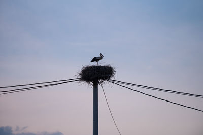 Low angle view of bird perching on cable against clear sky