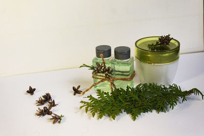 High angle view of plant on table