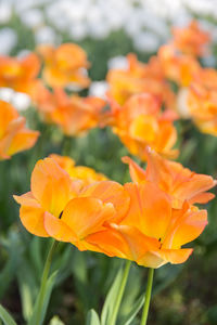 Close-up of orange flowering plants on field