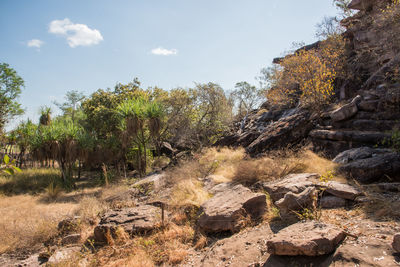 Scenic view of forest against sky