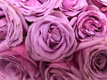 Full frame shot of pink roses