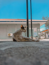 Cat sitting on the ground
