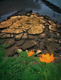 High angle view of flowers growing in water
