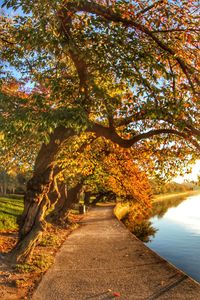 Scenic view of tree during autumn